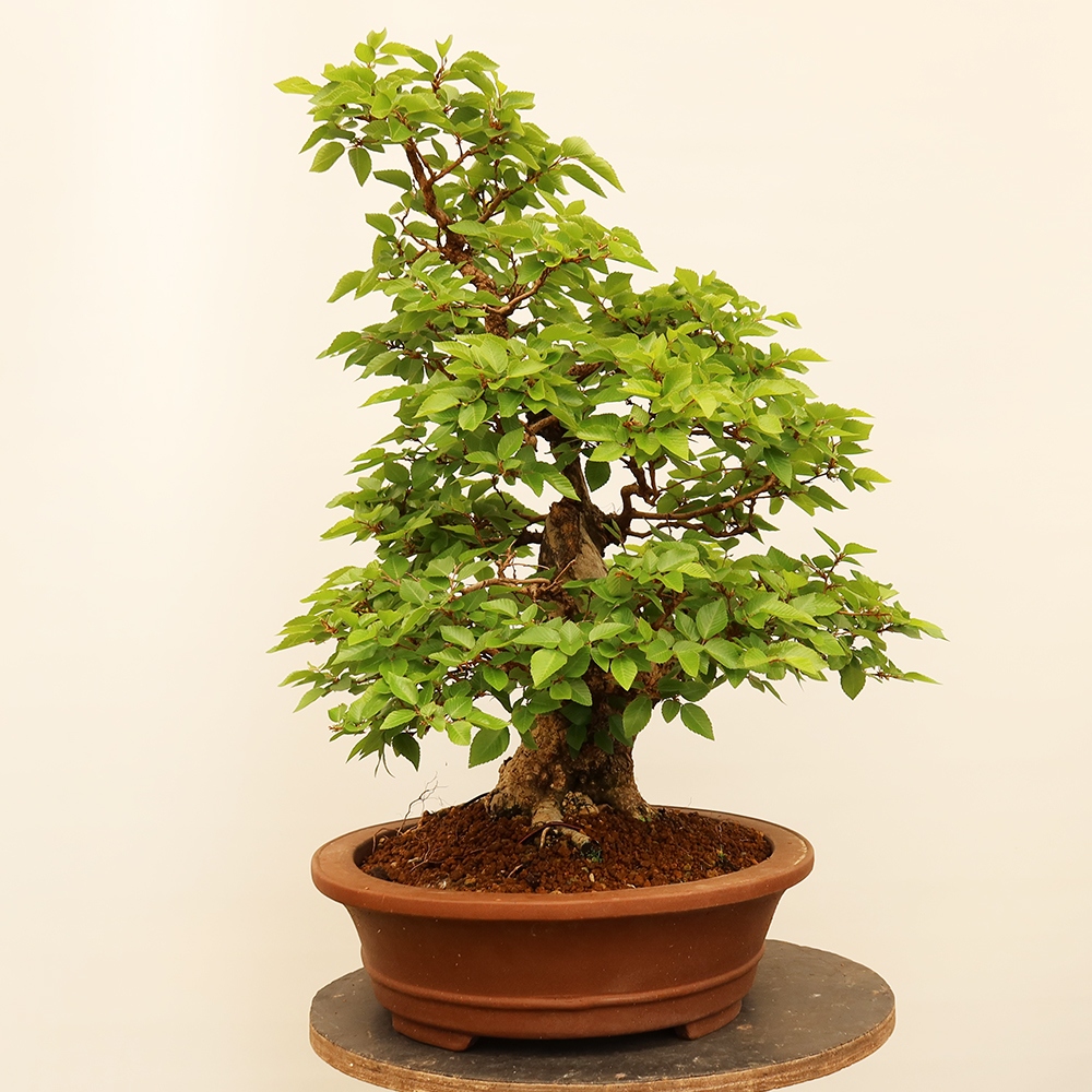 Bonsaï d'extérieur -Carpinus Coreana - Charme de Corée