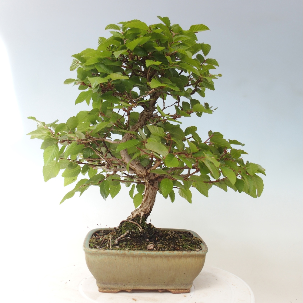 Bonsaï d'extérieur -Carpinus CARPINOIDES - Charme de Corée