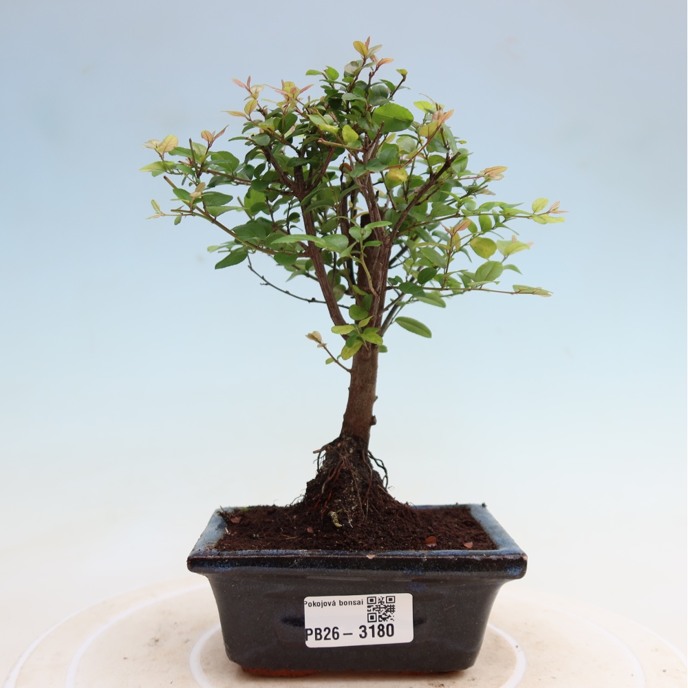Bonsaï de chambre - Sageretia thea - Sageretia thea