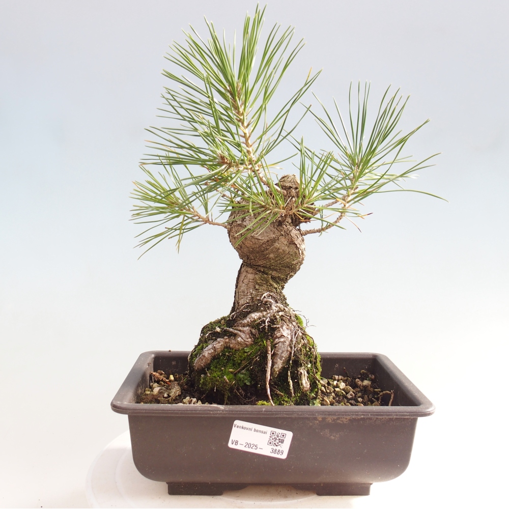 Bonsaï d'extérieur - Pinus thunbergii - Pin de Thunberg
