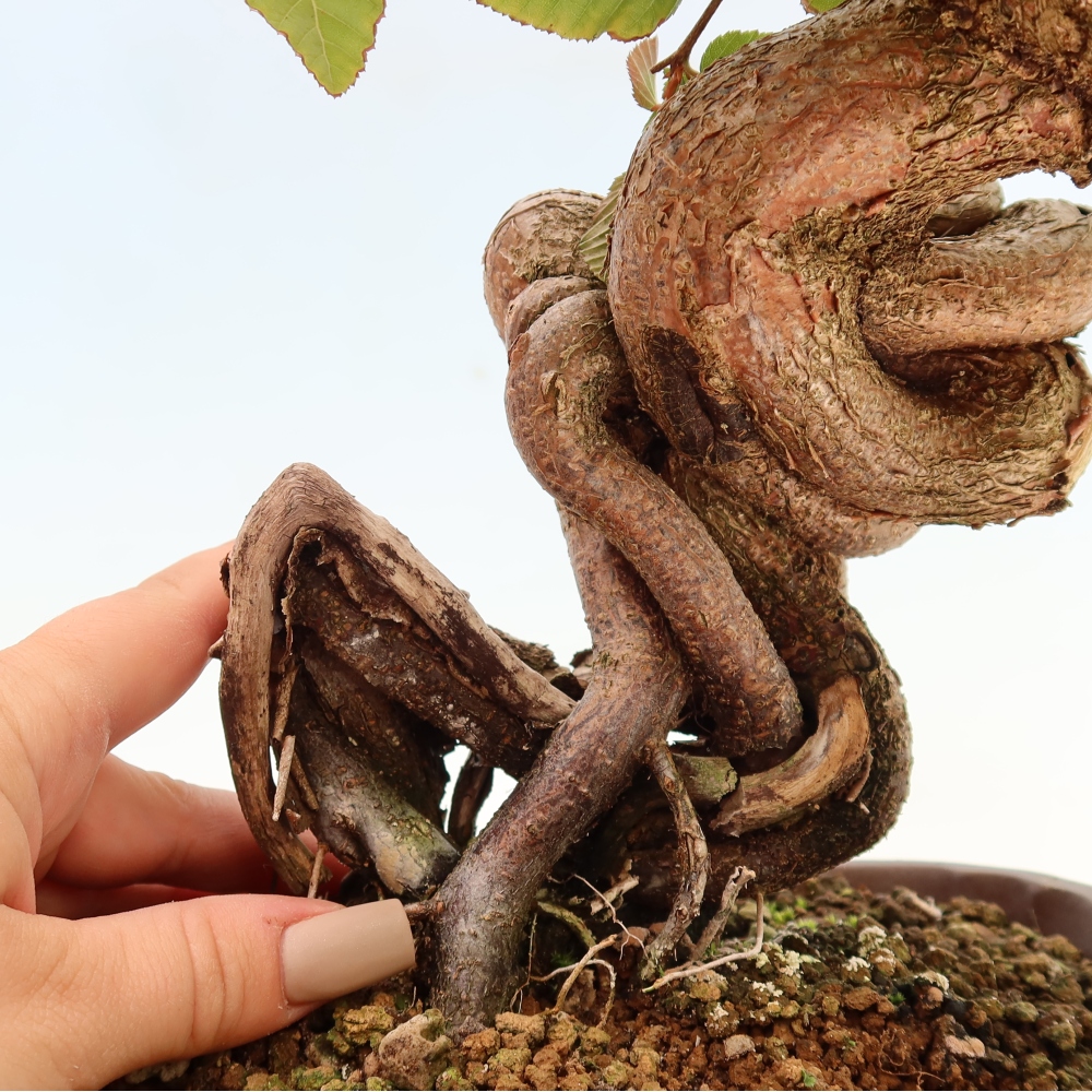 Bonsaï d'extérieur -Carpinus CARPINOIDES - Charme de Corée