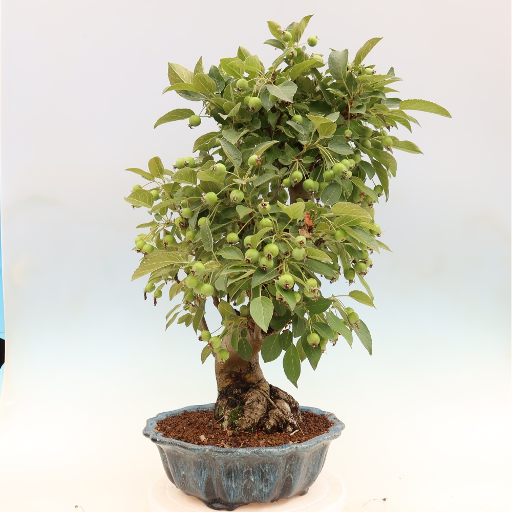 Bonsaï d'extérieur -Malus halliana - Pommier à petits fruits