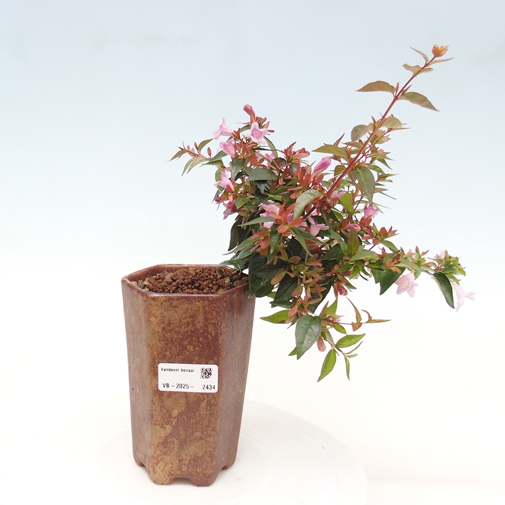 Bonsaï d'extérieur - Abelia Grandiflora - Abelia grandiflora