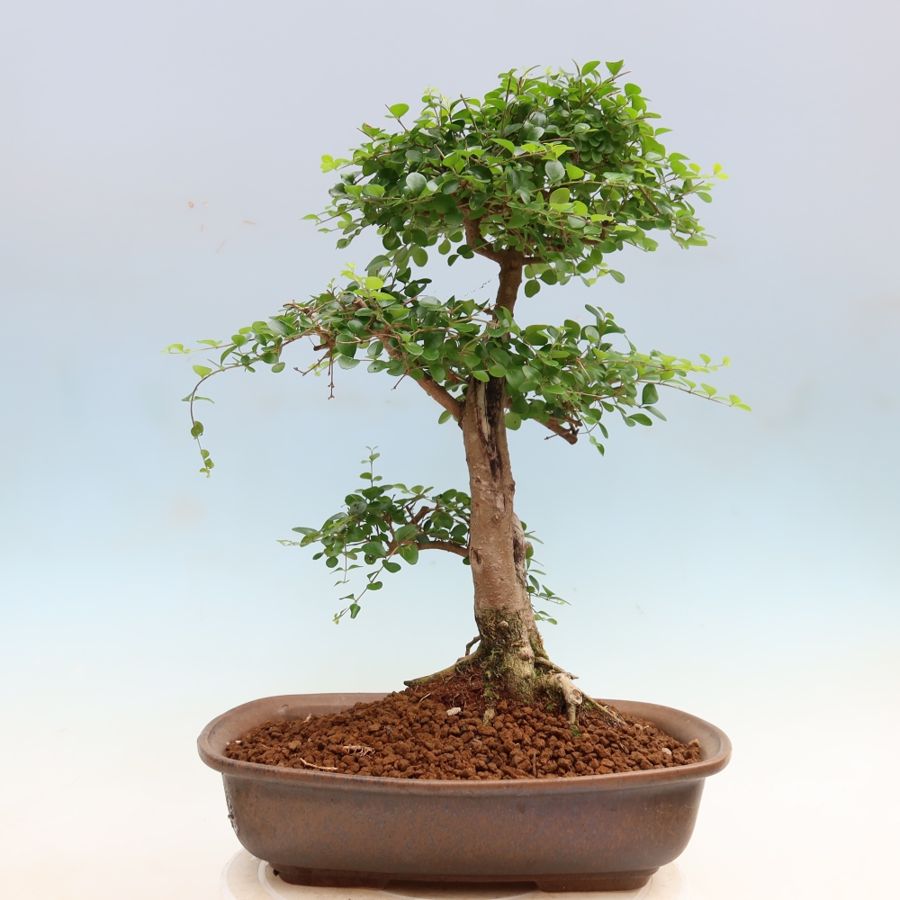 Bonsaï de chambre -Ligustrum retusa - bec d'oiseau à petites feuilles