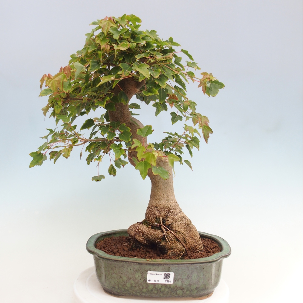 Bonsaï d'extérieur - Acer Buergerianum - Burger Maple