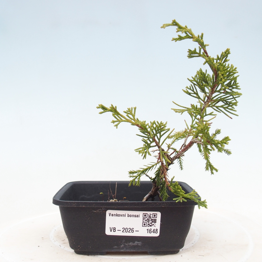 Bonsaï d'extérieur - Juniperus chinensis Itoigawa