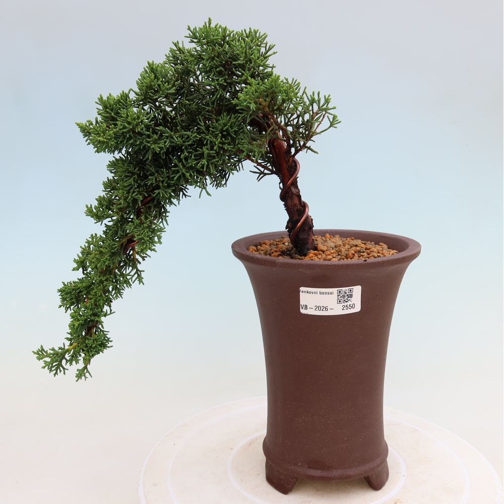 Bonsaï d'extérieur - Juniperus chinensis Kishu