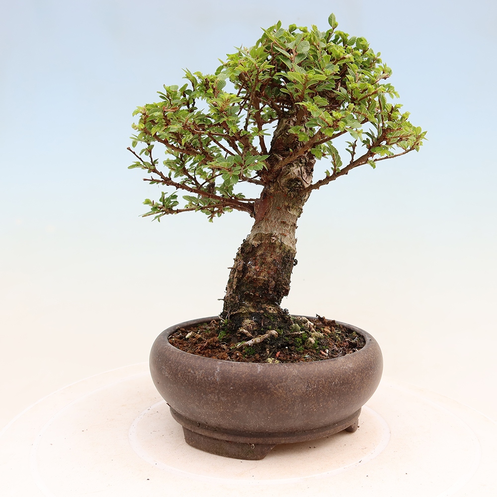 Bonsaï d'extérieur - Ulmus parvifolia Sagei - Orme à petites feuilles
