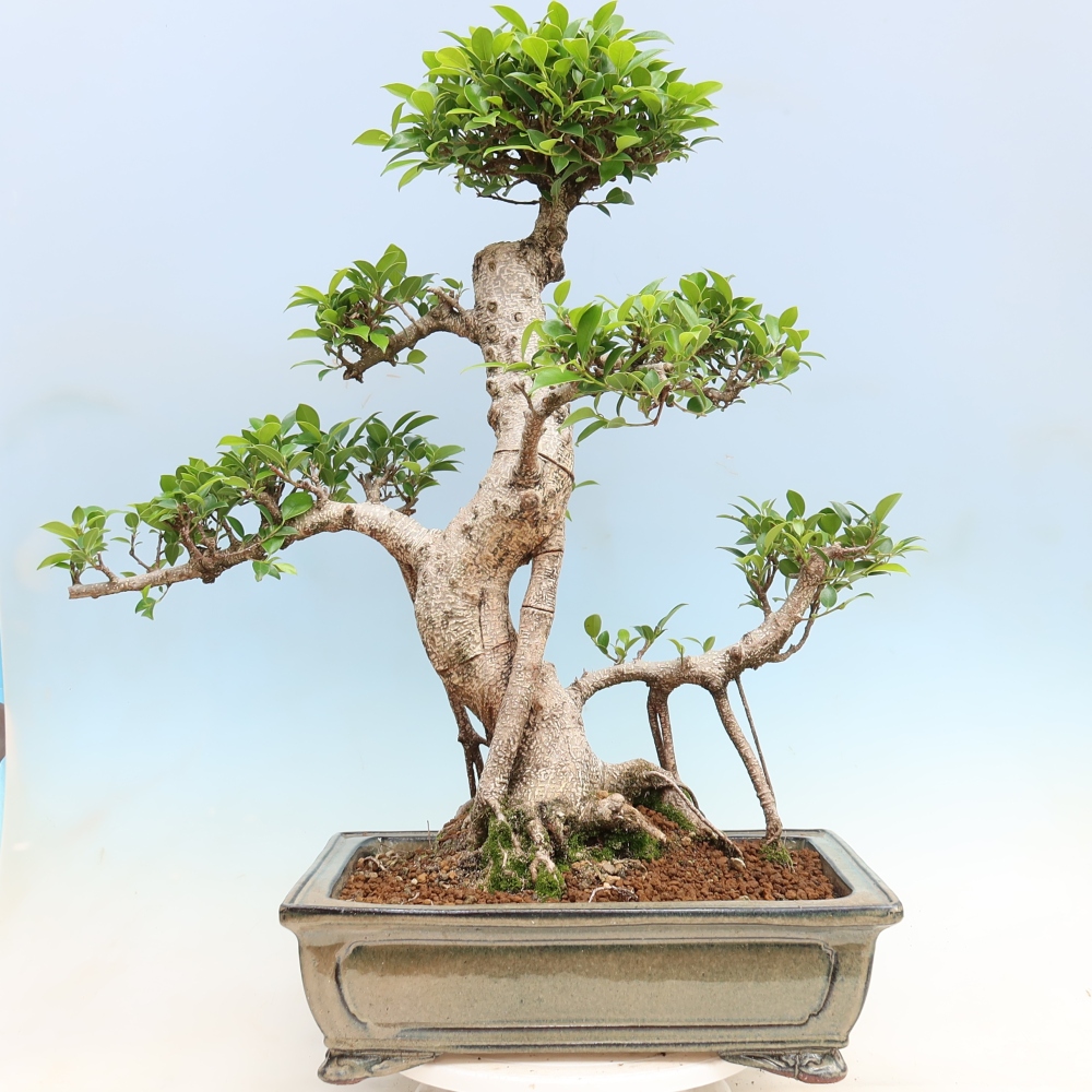 Salle bonsaï - Ficus kimmen - ficus à petites feuilles