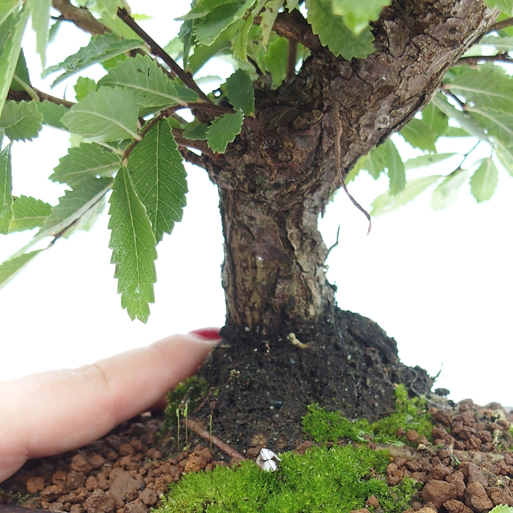 Bonsaï d'extérieur - Zelkova - Zelkova NIRE