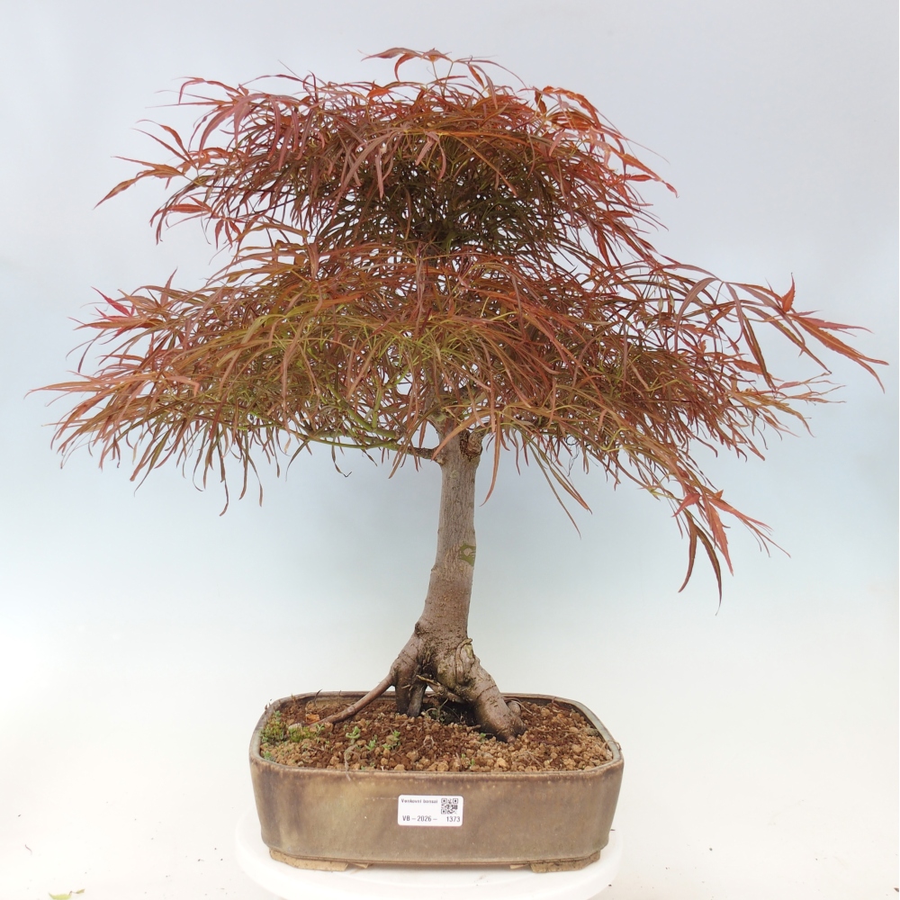 Bonsaï d'extérieur - Acer palmatum RED PYGMY