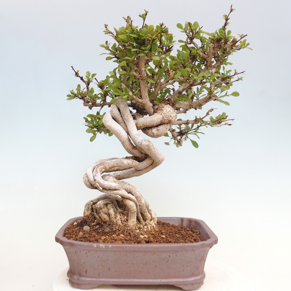 Bonsaï d'extérieur - Berberis coreana