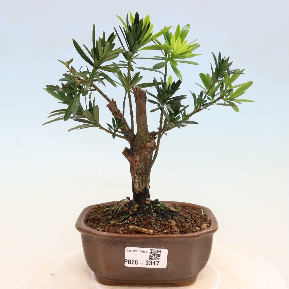 Salle bonsaï - Podocarpus - If en pierre