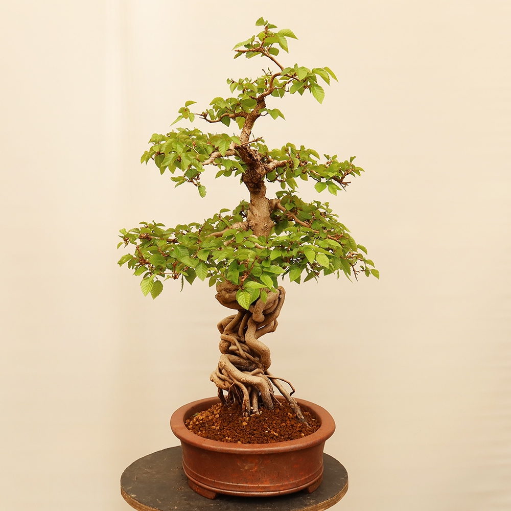 Bonsaï d'extérieur -Carpinus Coreana - Charme de Corée