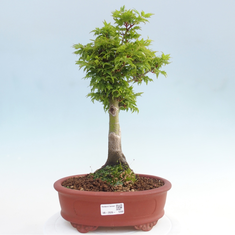 Bonsaï d'extérieur -Javor palm Acer palmatum Shishigashira