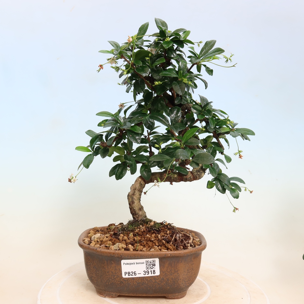 Bonsaï de chambre - Carmona macrophylla - Tea fuki