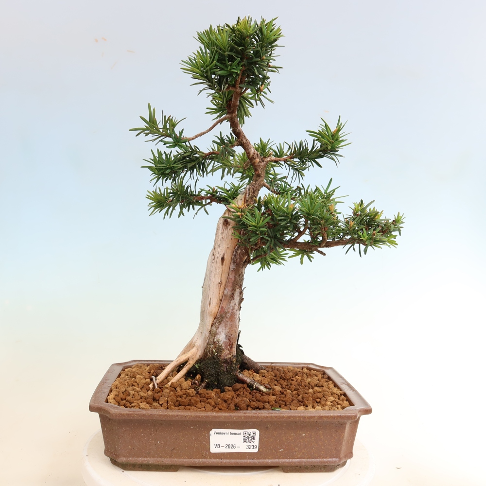 Bonsaï d'extérieur - Taxus cuspidata - If japonais