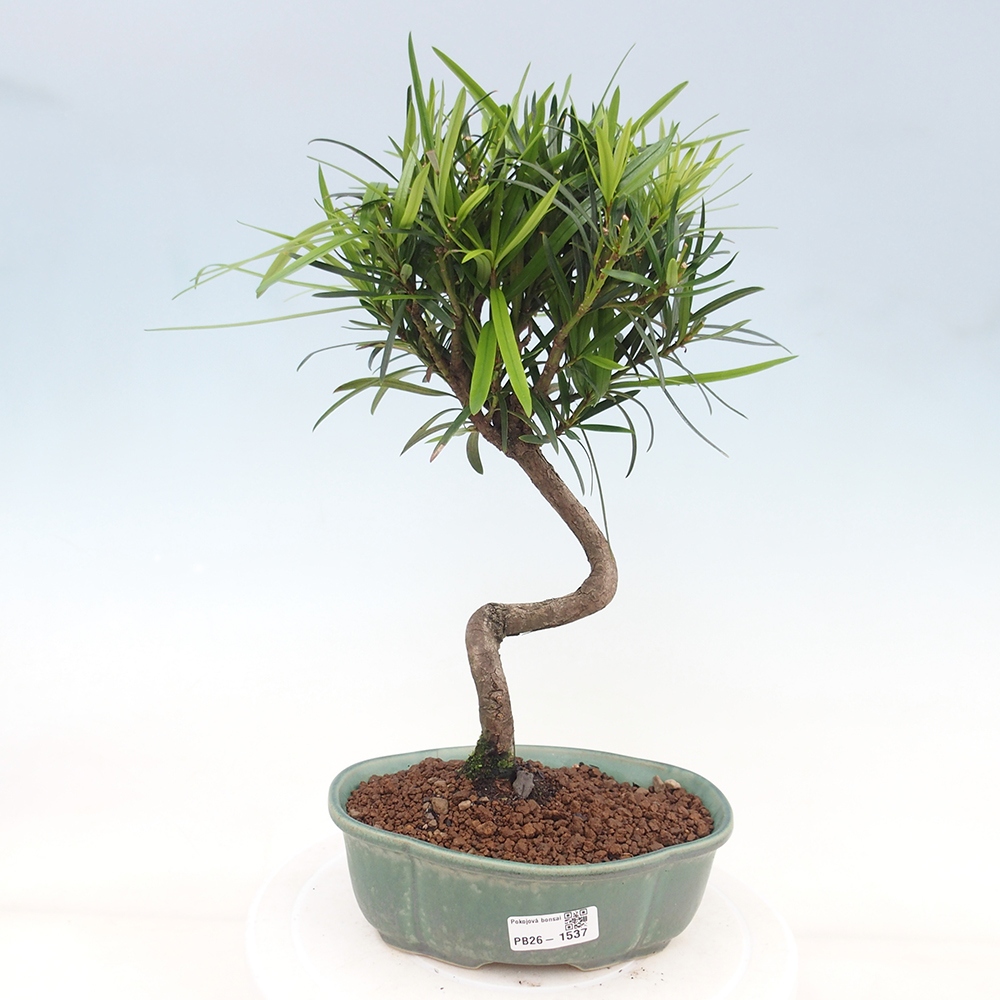 Salle bonsaï - Podocarpus - If en pierre