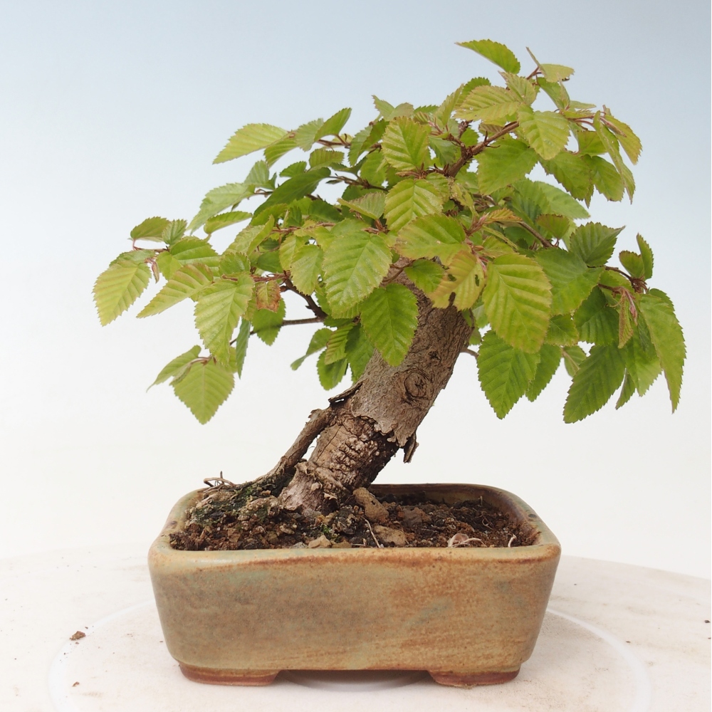 Bonsaï d'extérieur -Carpinus CARPINOIDES - Charme de Corée