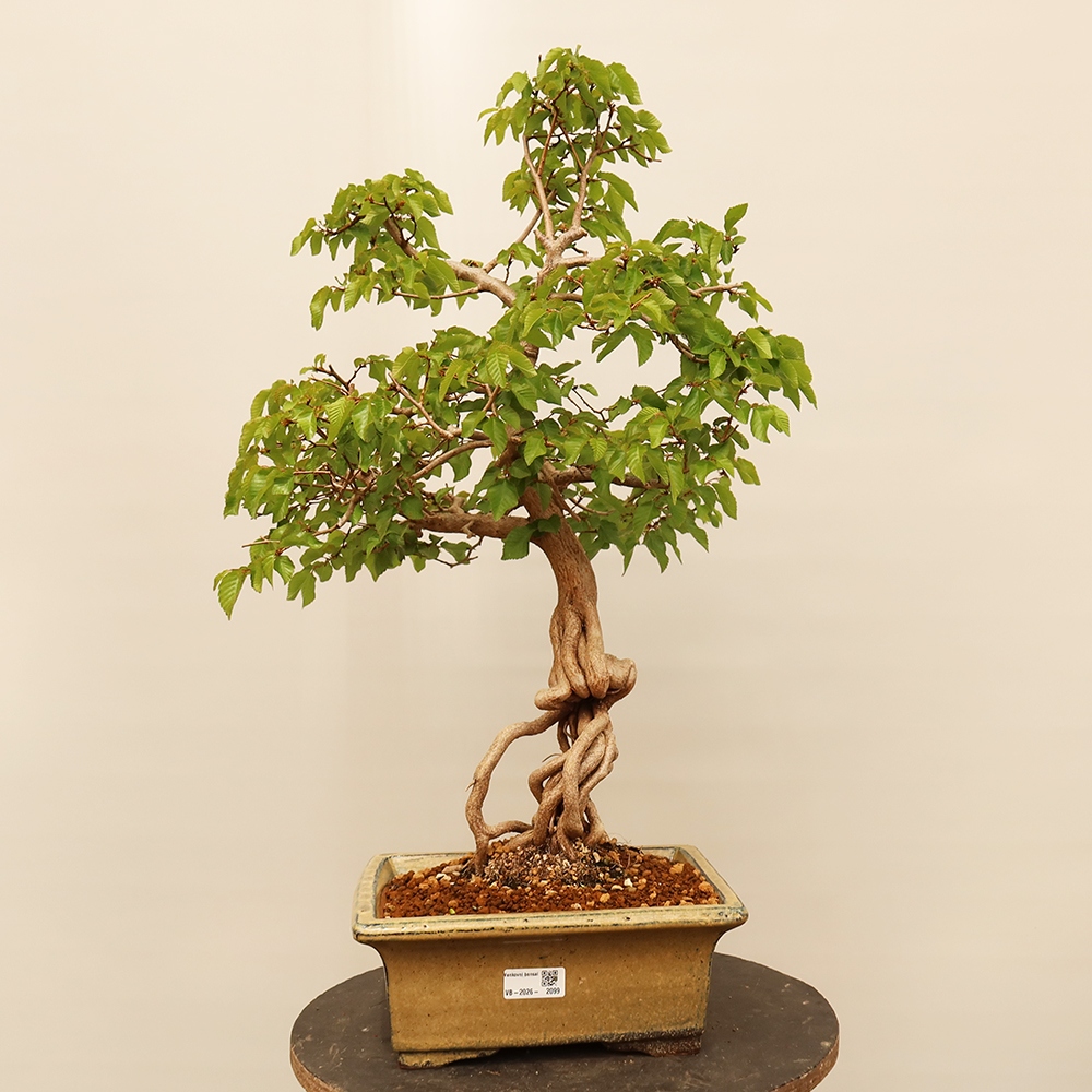 Bonsaï d'extérieur -Carpinus Coreana - Charme de Corée