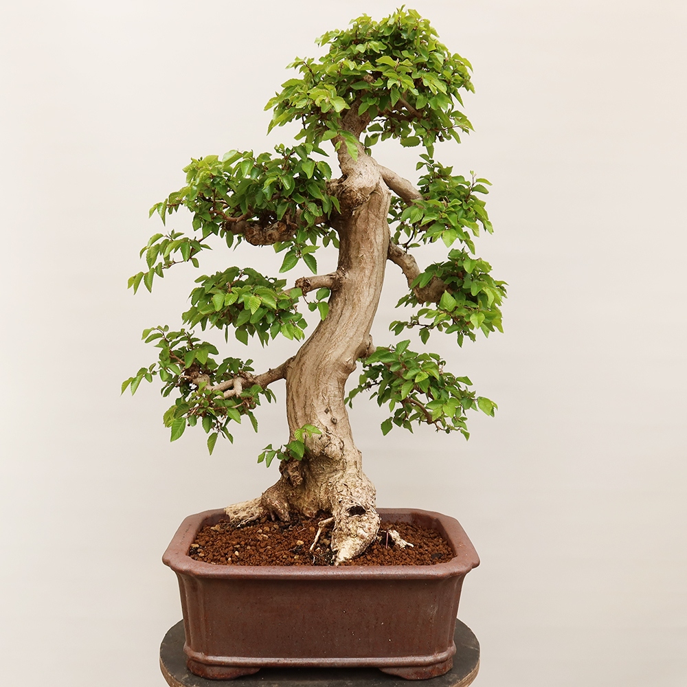 Bonsaï d'extérieur -Carpinus Coreana - Charme de Corée