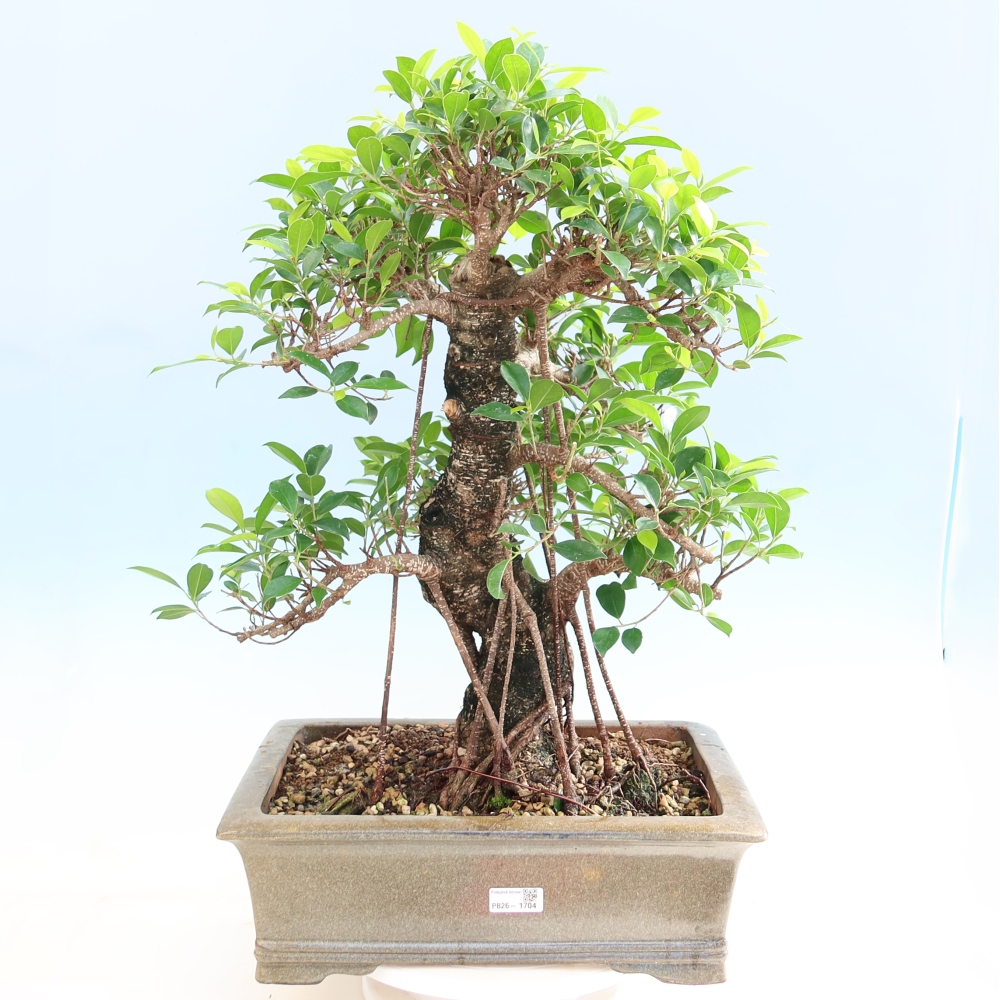 Salle bonsaï - Ficus kimmen - ficus à petites feuilles