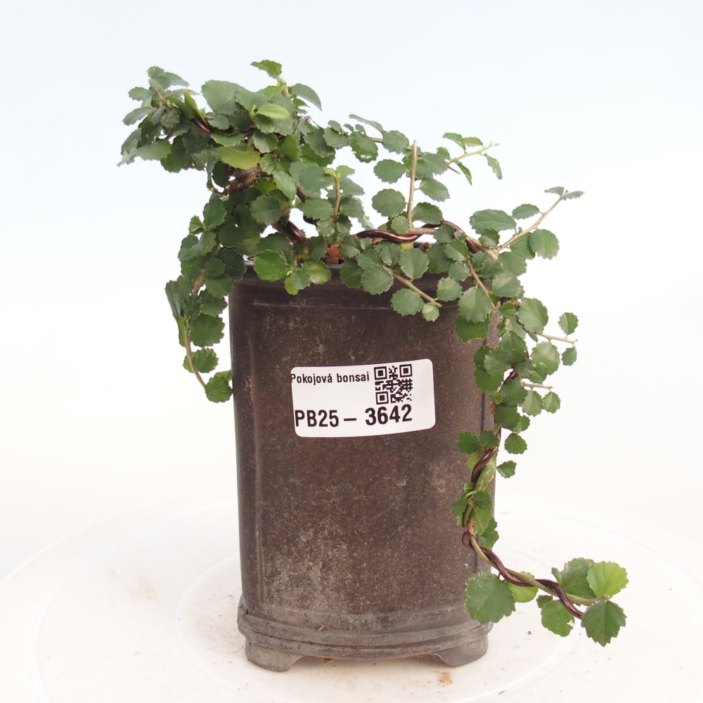 Bonsaï de chambre - Grewia sp. - Grewia malafolia