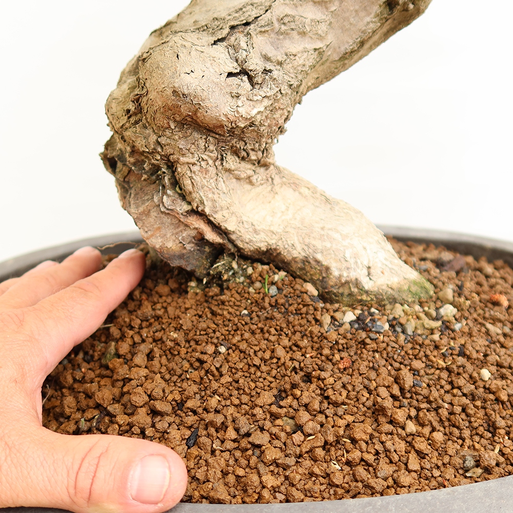 Bonsaï d'extérieur -Carpinus Coreana - Charme de Corée