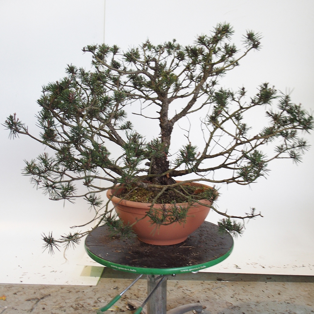 Yamadori - Pinus sylvestris Espagne