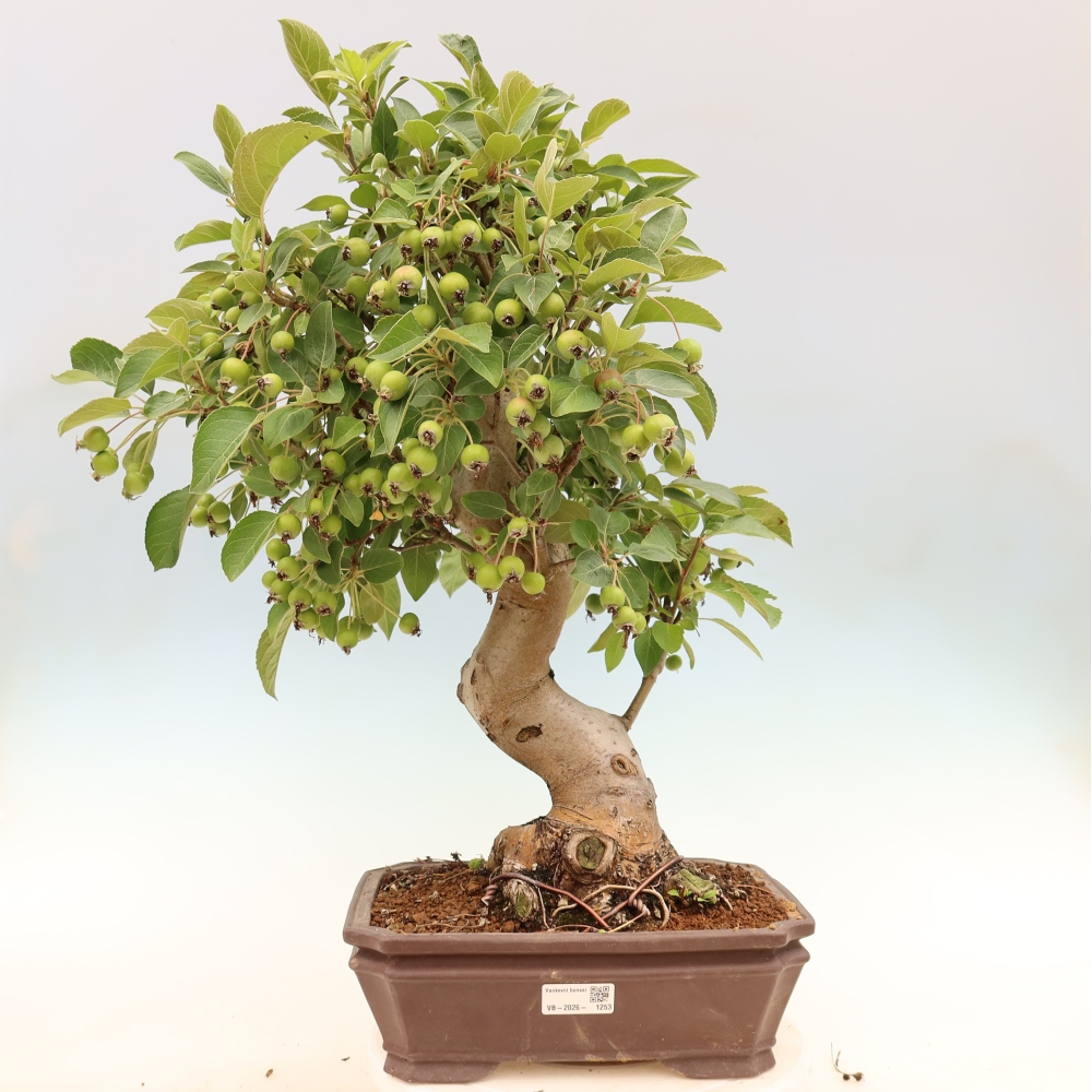 Bonsaï d'extérieur -Malus halliana - Pommier à petits fruits