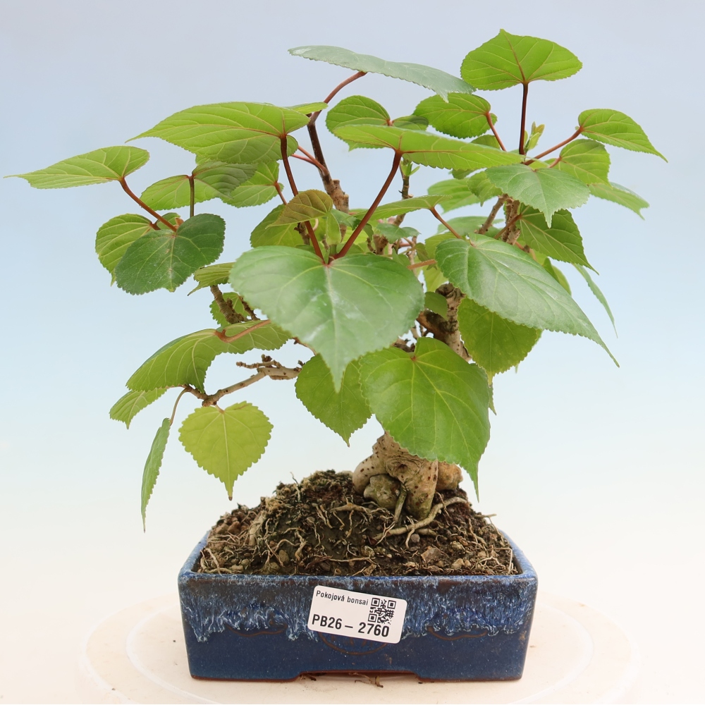 Bonsaï d'intérieur - Hibiscus tiliaceus - Hibiscus de mer