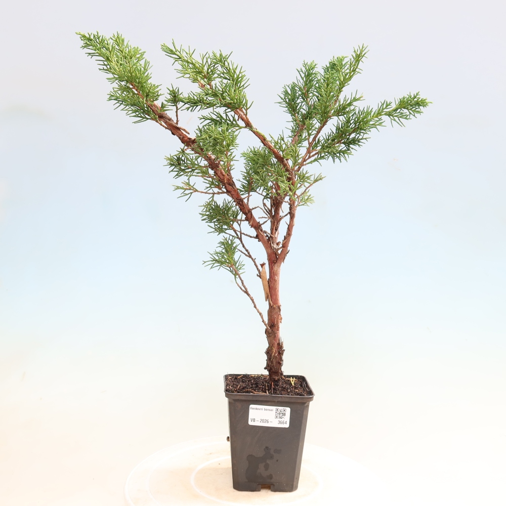 Bonsaï d'extérieur - Juniperus chinensis Kishu