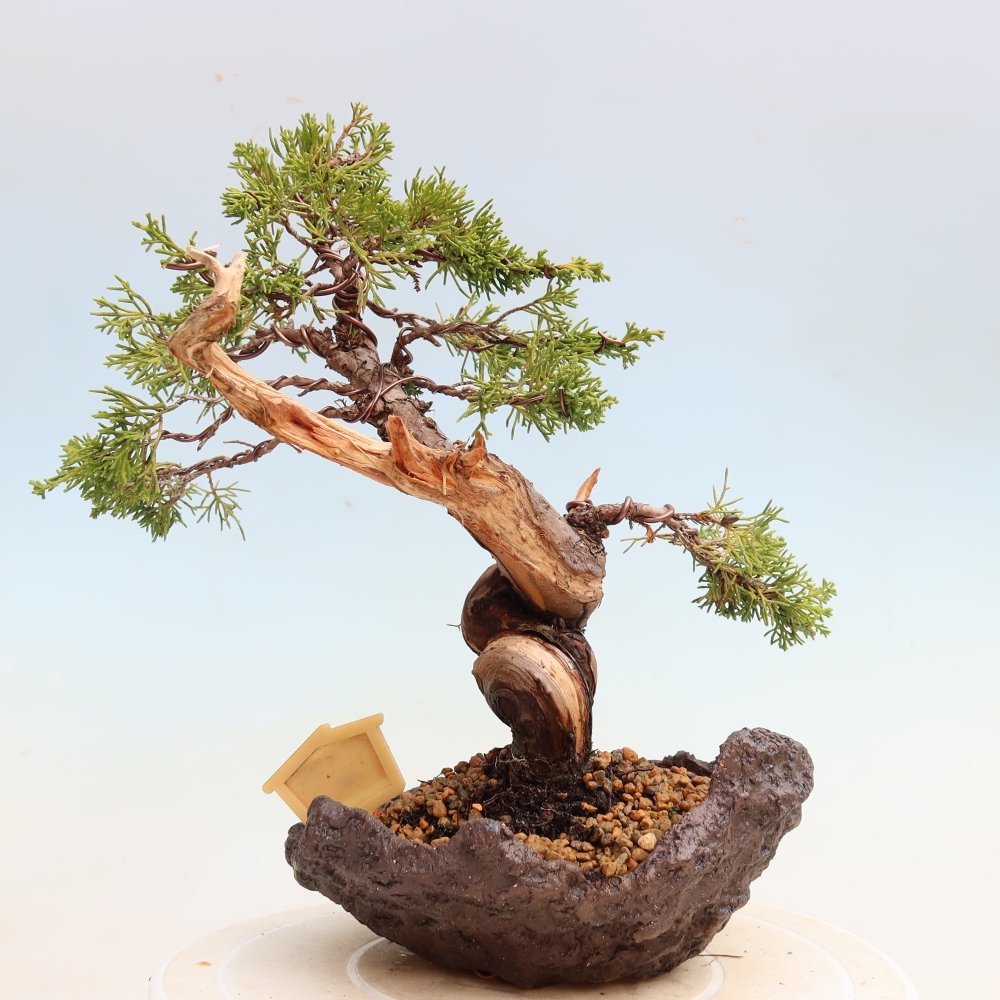 Bonsaï d'extérieur - Juniperus chinensis Itoigawa-Juniperus chinensis
