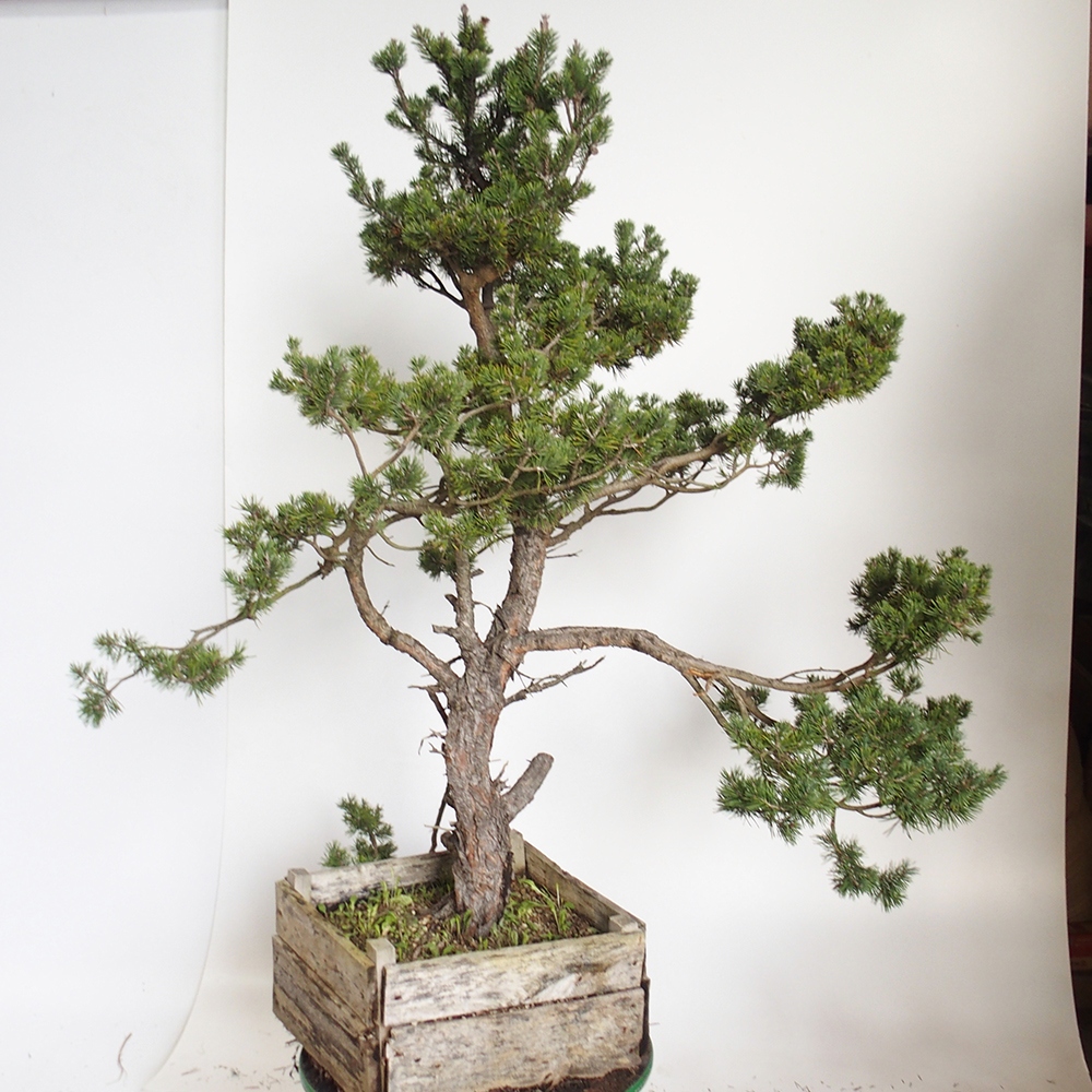 Yamadori - Pinus sylvestris Espagne