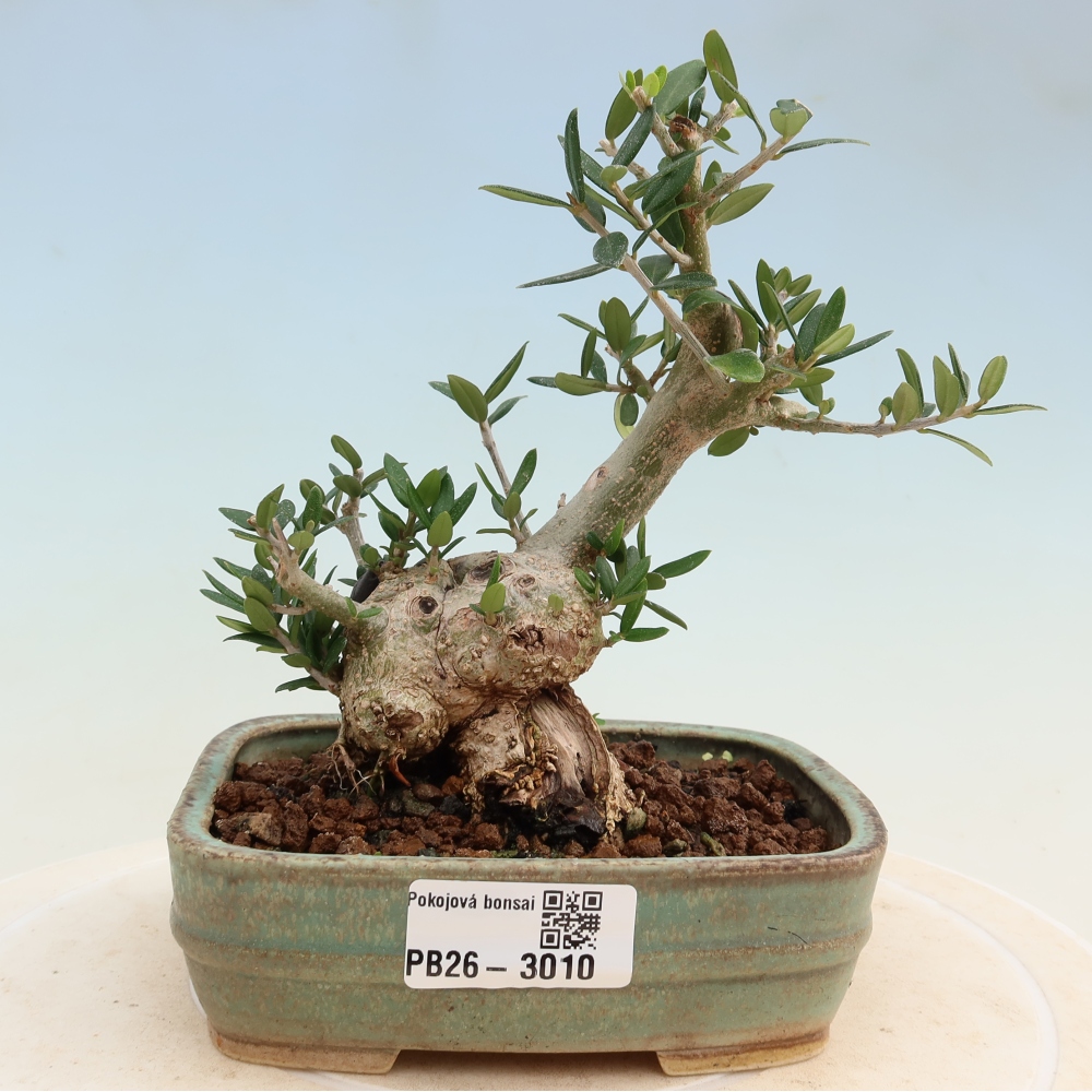 Bonsaï d'intérieur - Olea europaea sylvestris