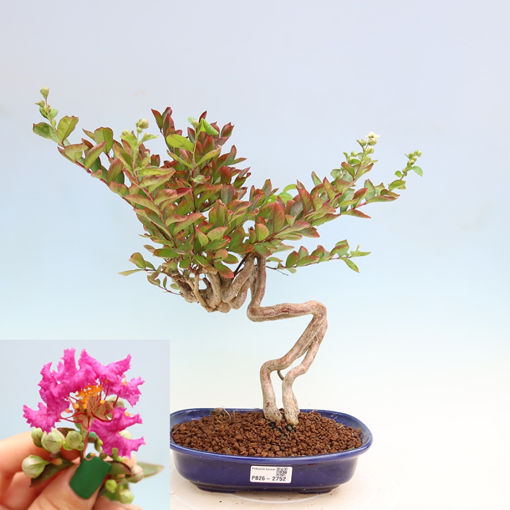 Bonsaï d'intérieur - Lagerstroemia indica - lilas indien