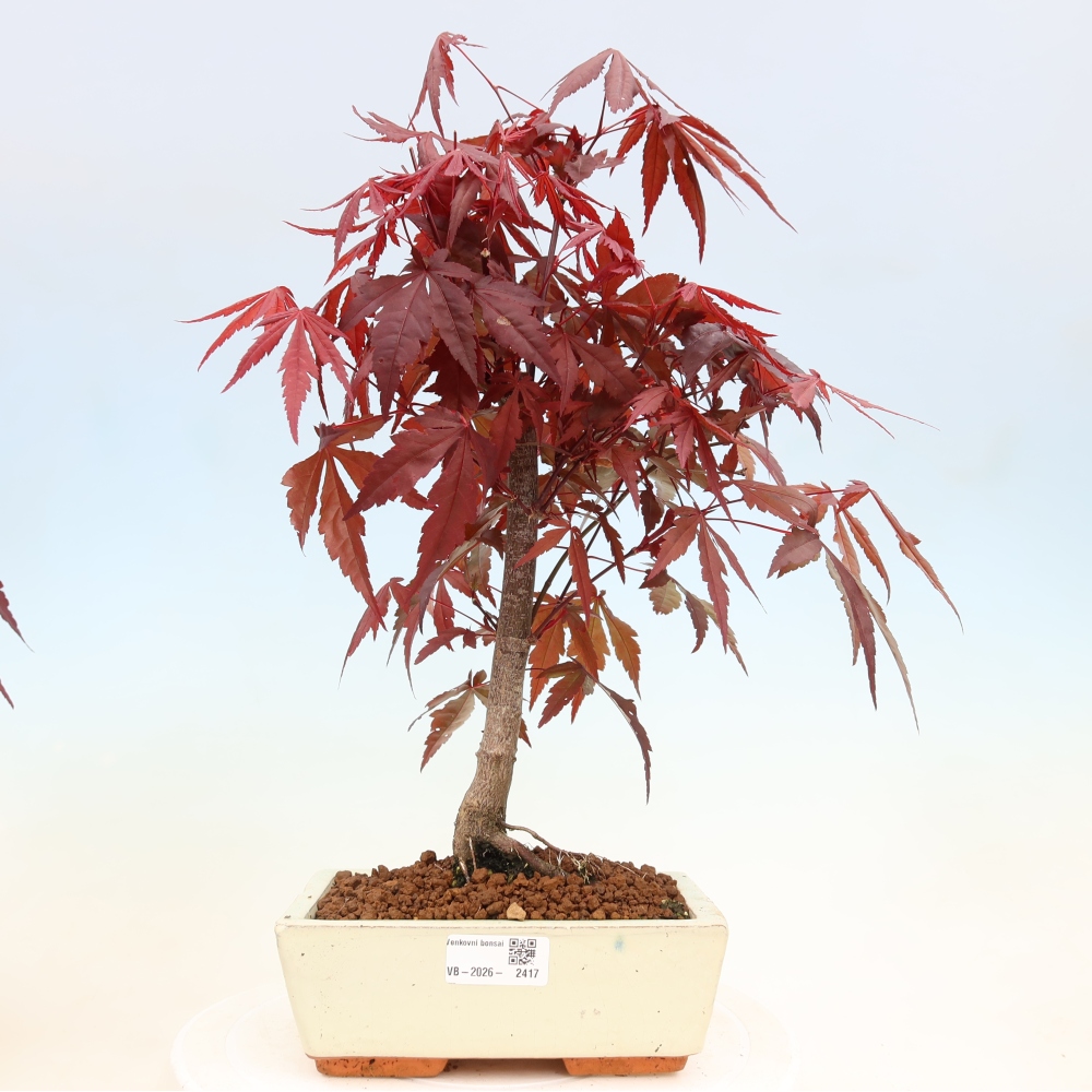 Bonsaï d'extérieur - Acer palm. Atropurpureum-Javor palmate