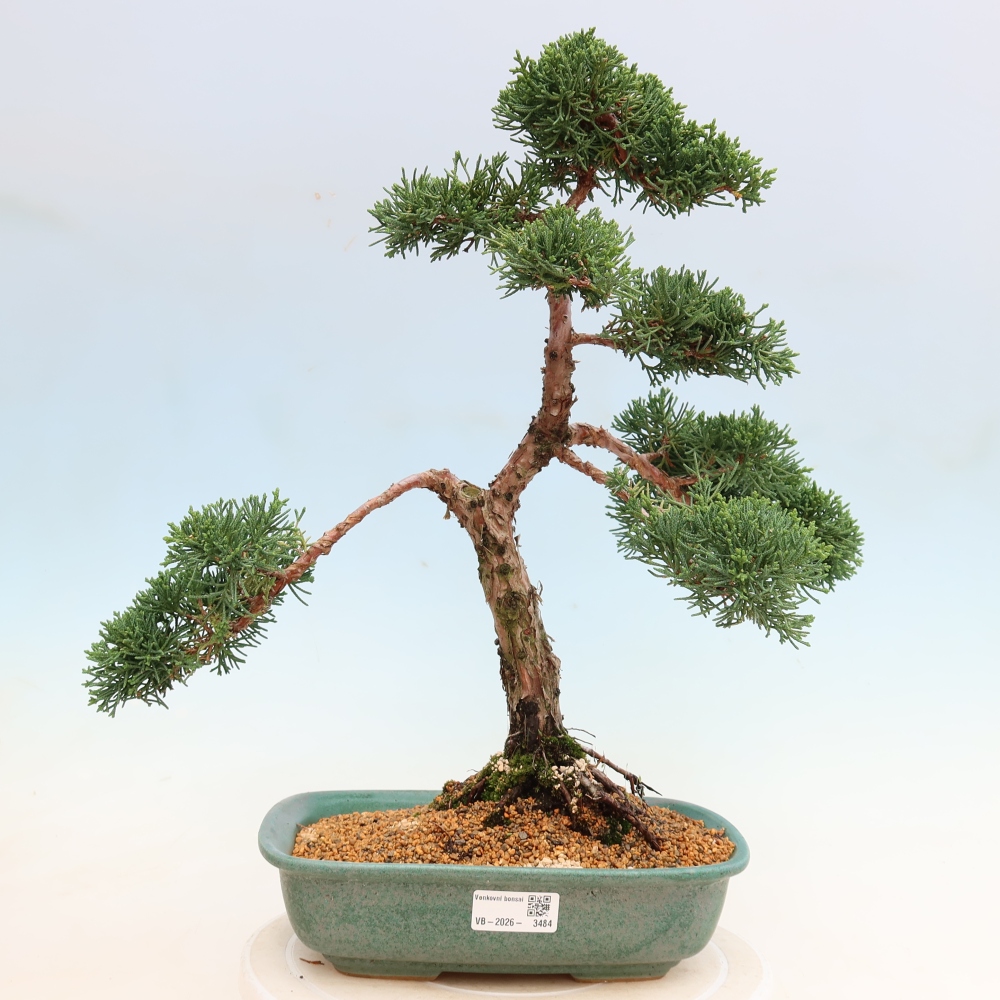 Bonsaï d'extérieur - Juniperus chinensis Kishu