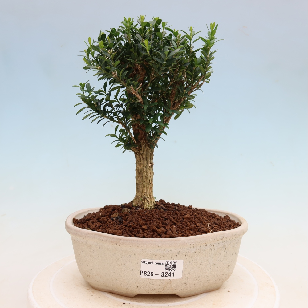 Bonsaï de chambre - Buxus harlandii - buxus liège