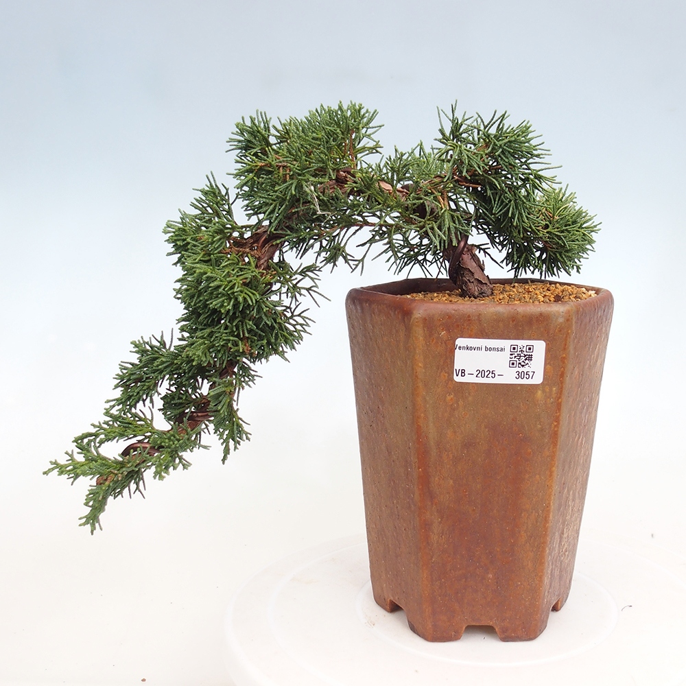 Bonsaï d'extérieur - Juniperus chinensis Kishu