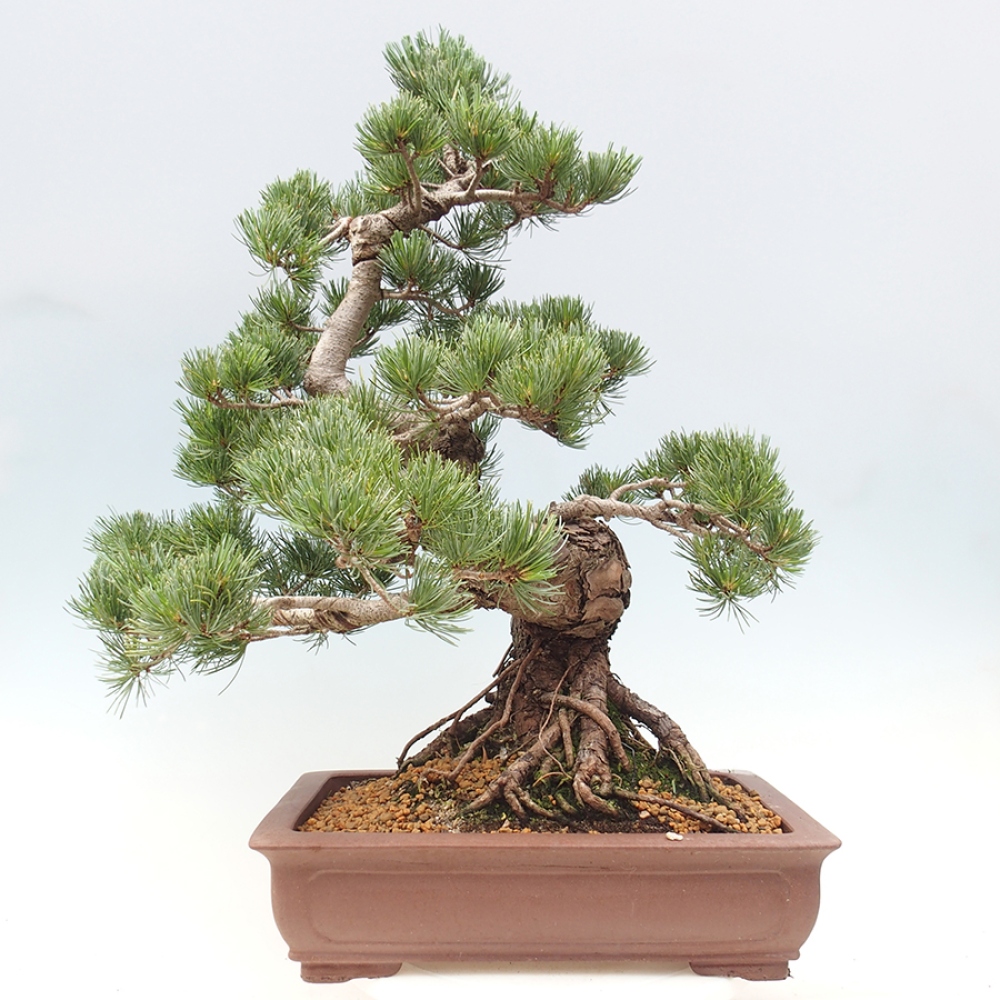 Bonsaï d'extérieur - Pinus parviflora - Pinus parviflora