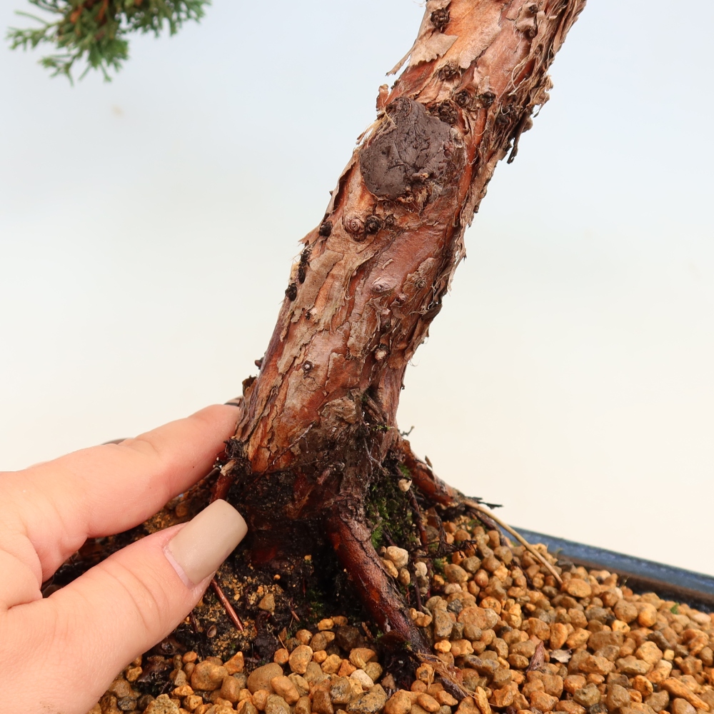 Bonsaï d'extérieur - Juniperus chinensis Kishu