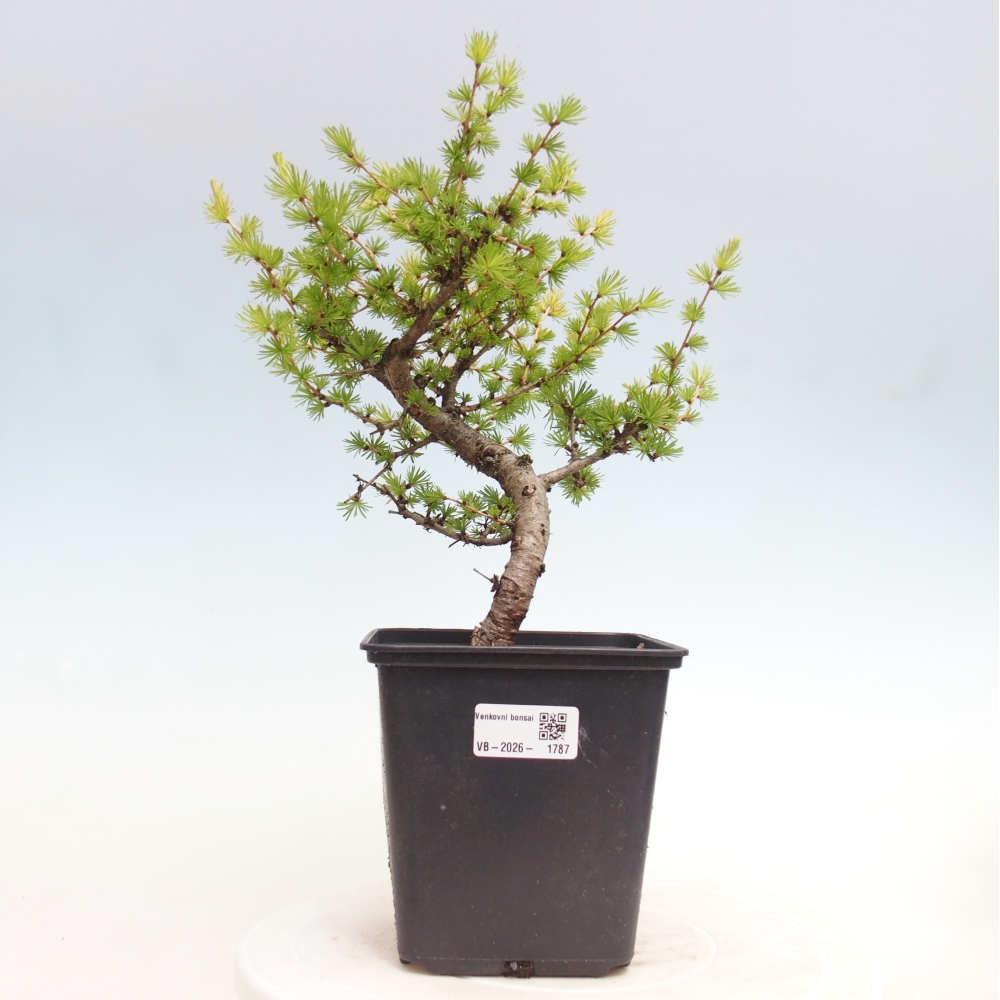 Bonsaï d'extérieur -Larix decidua - Mélèze