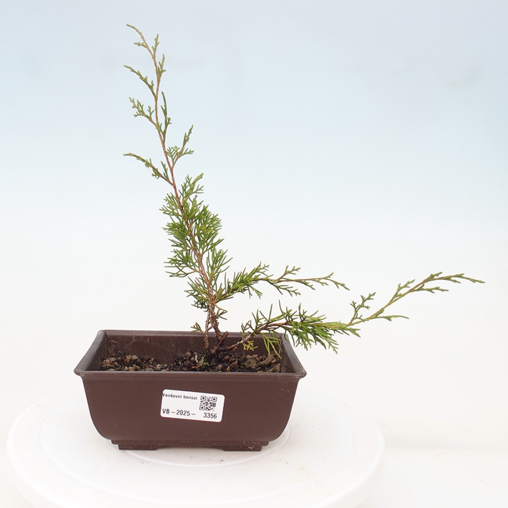 Bonsaï d'extérieur - Juniperus chinensis Itoigawa