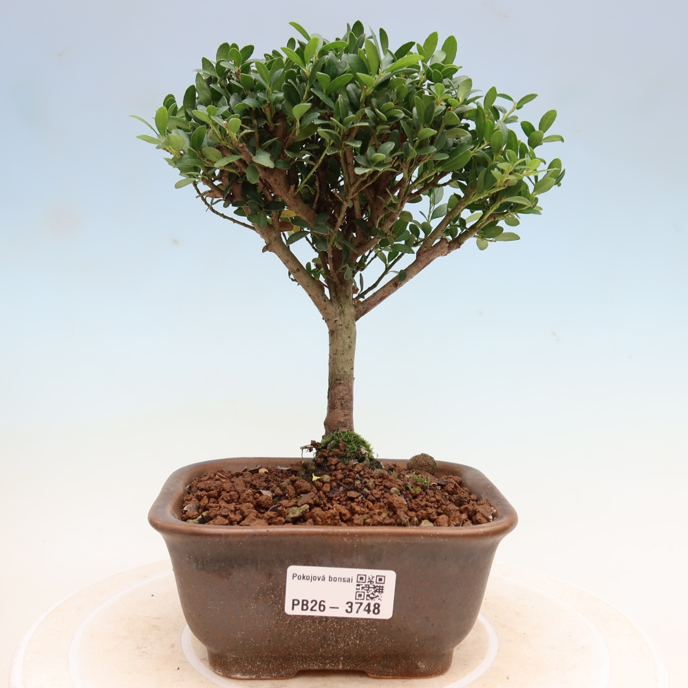 Bonsaï de chambre - Ilex crenata - Houx