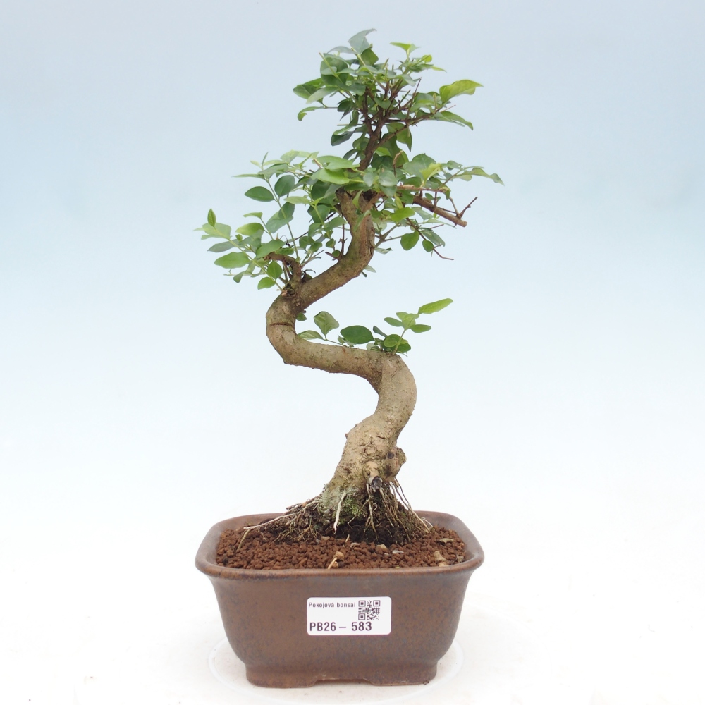 Bonsaï de chambre -Ligustrum chinensis - Bec d'oiseau