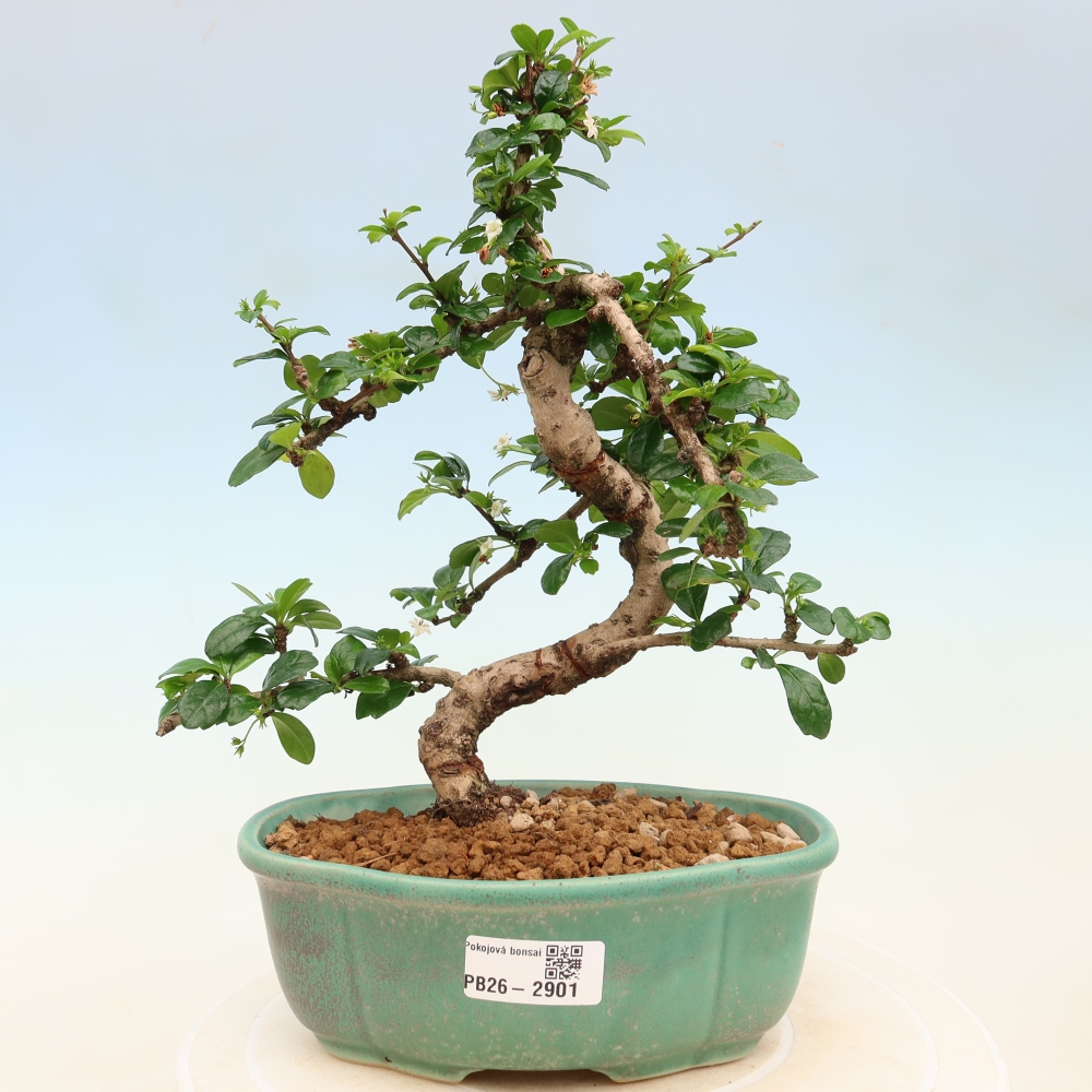 Bonsaï de chambre - Carmona macrophylla - Tea fuki
