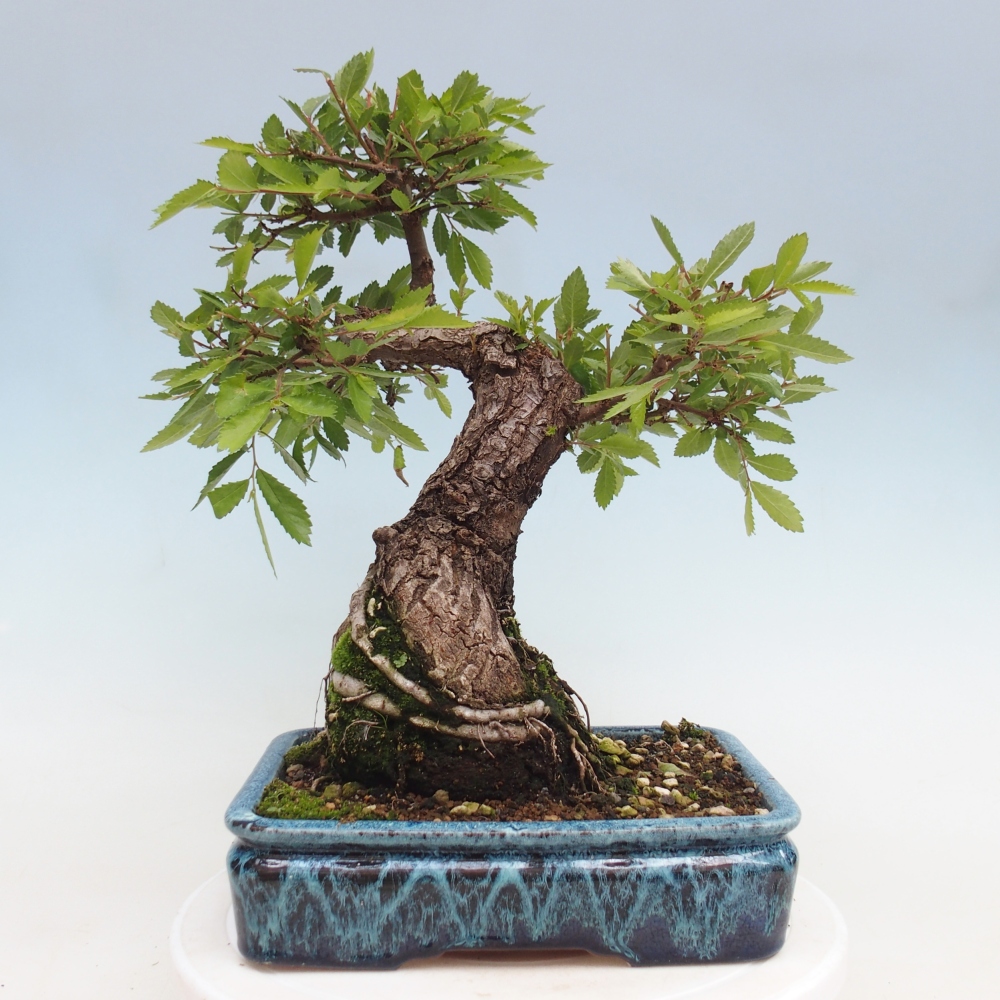 Bonsaï d'extérieur - Zelkova - Zelkova NIRE
