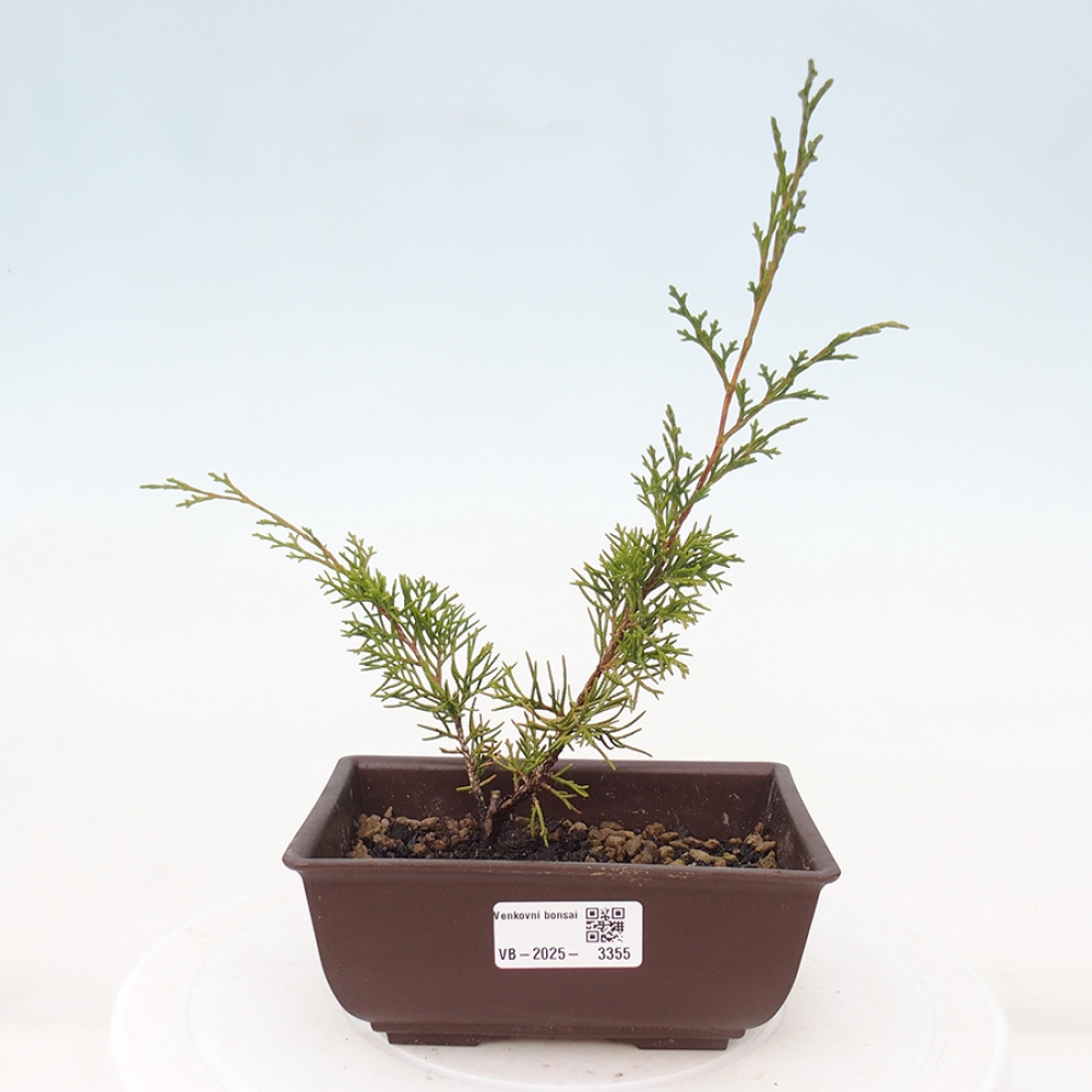 Bonsaï d'extérieur - Juniperus chinensis Itoigawa