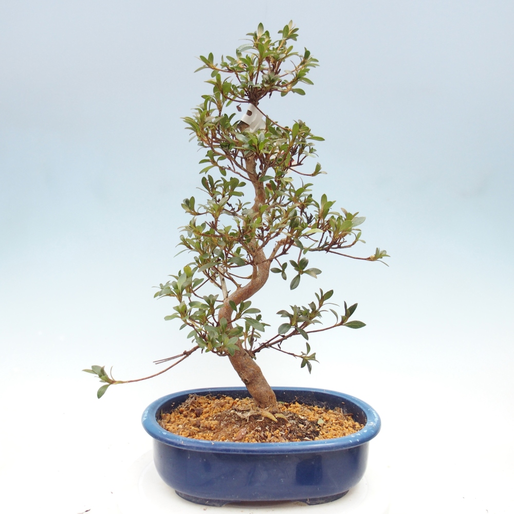 Bonsaï d'extérieur - Azalée japonaise - Azalea Beniko